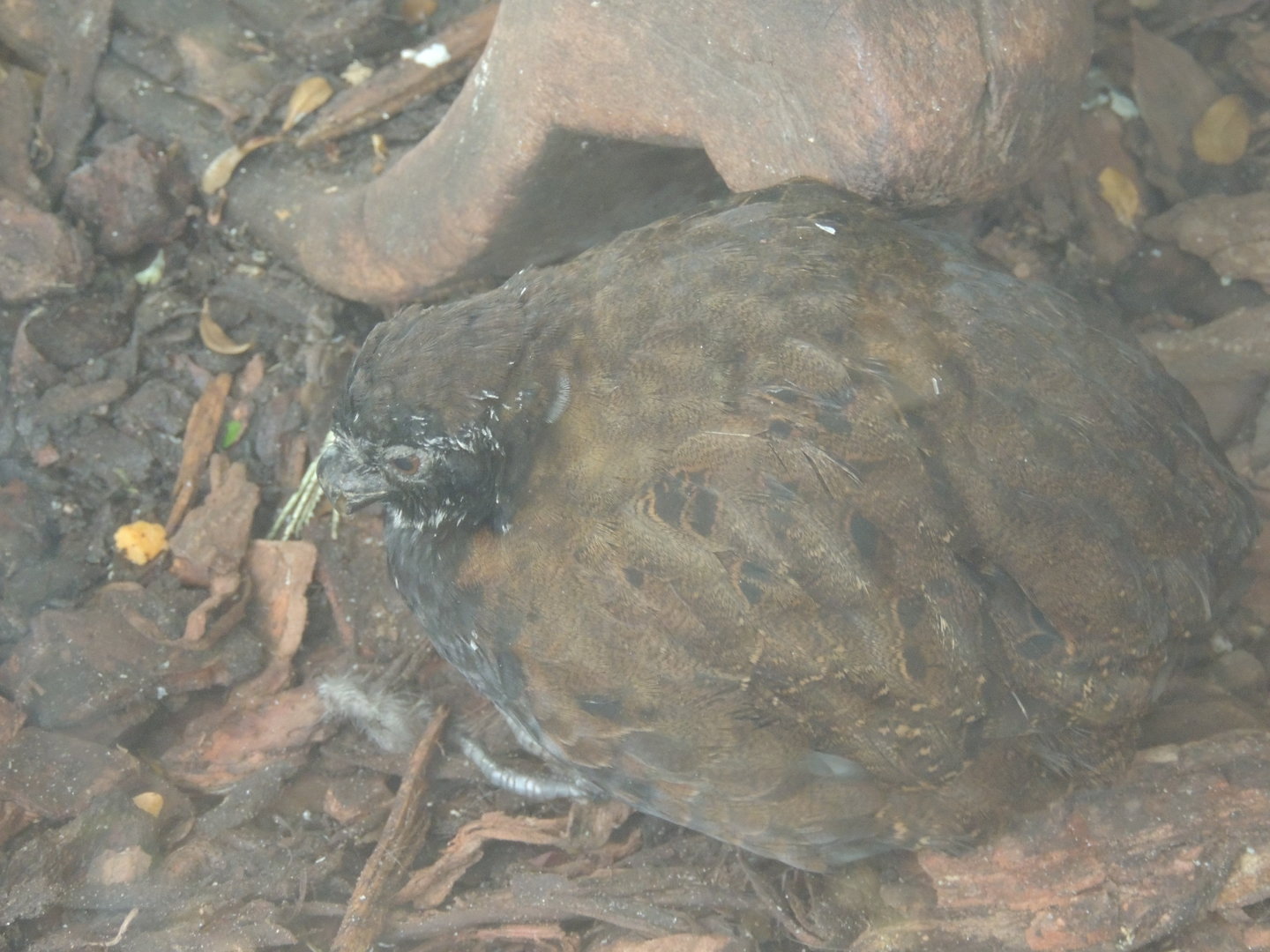 quail sp- dallas world aquarium