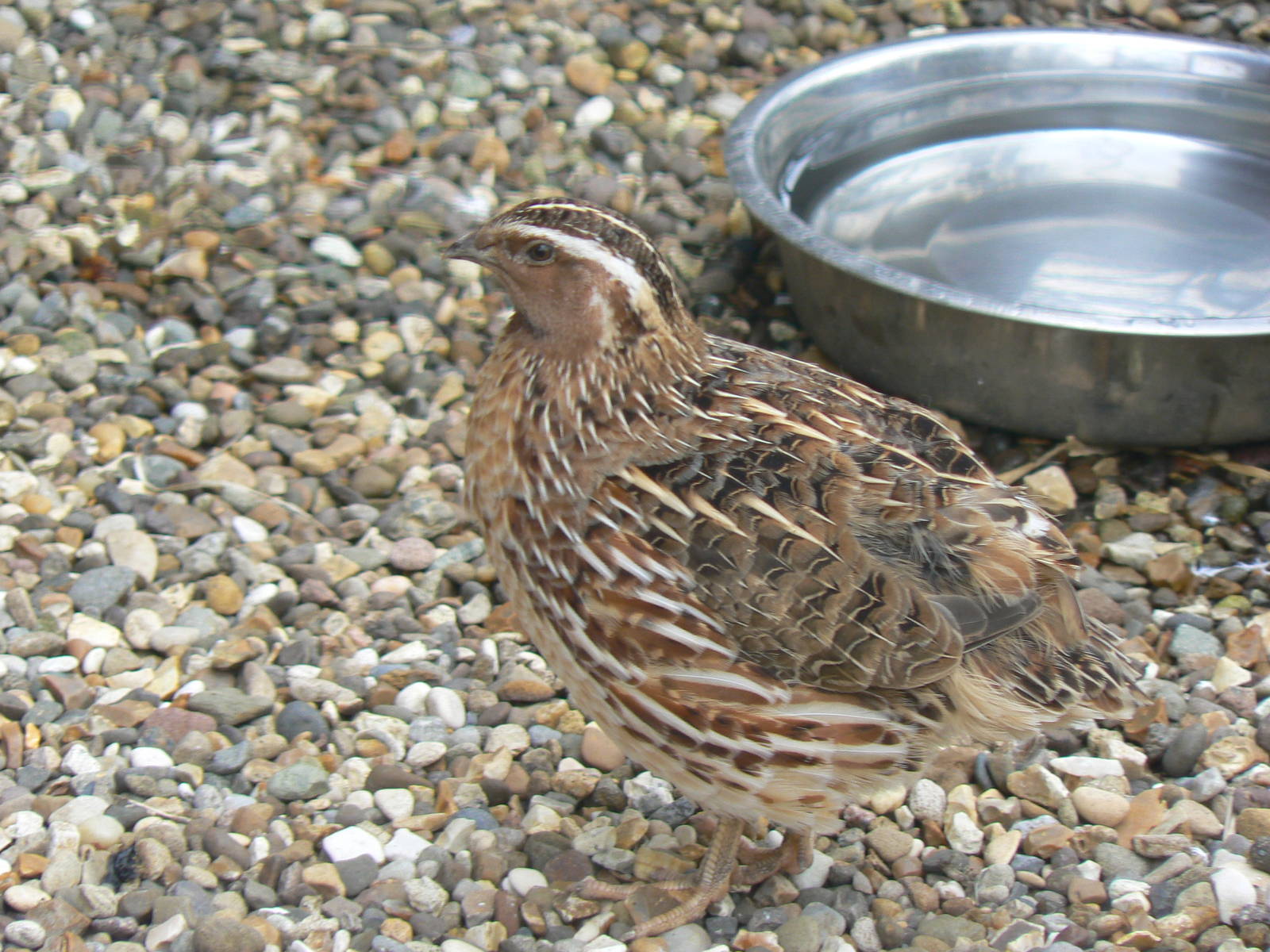 Quail