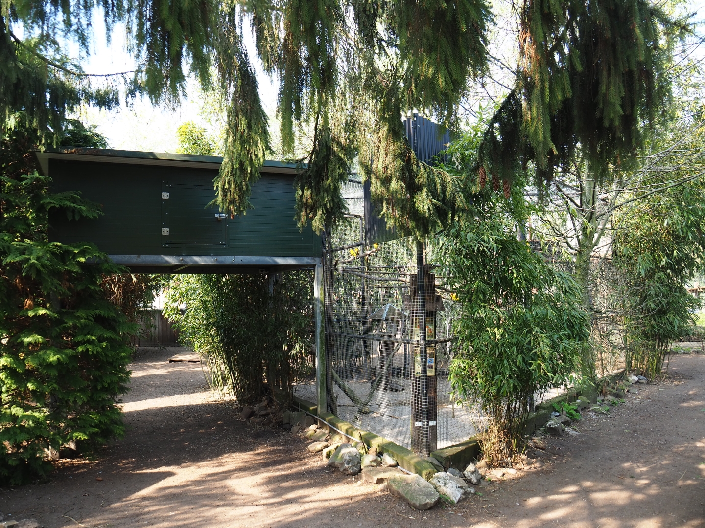 Quaker parrot and Sun conure aviary, 2019-04-06