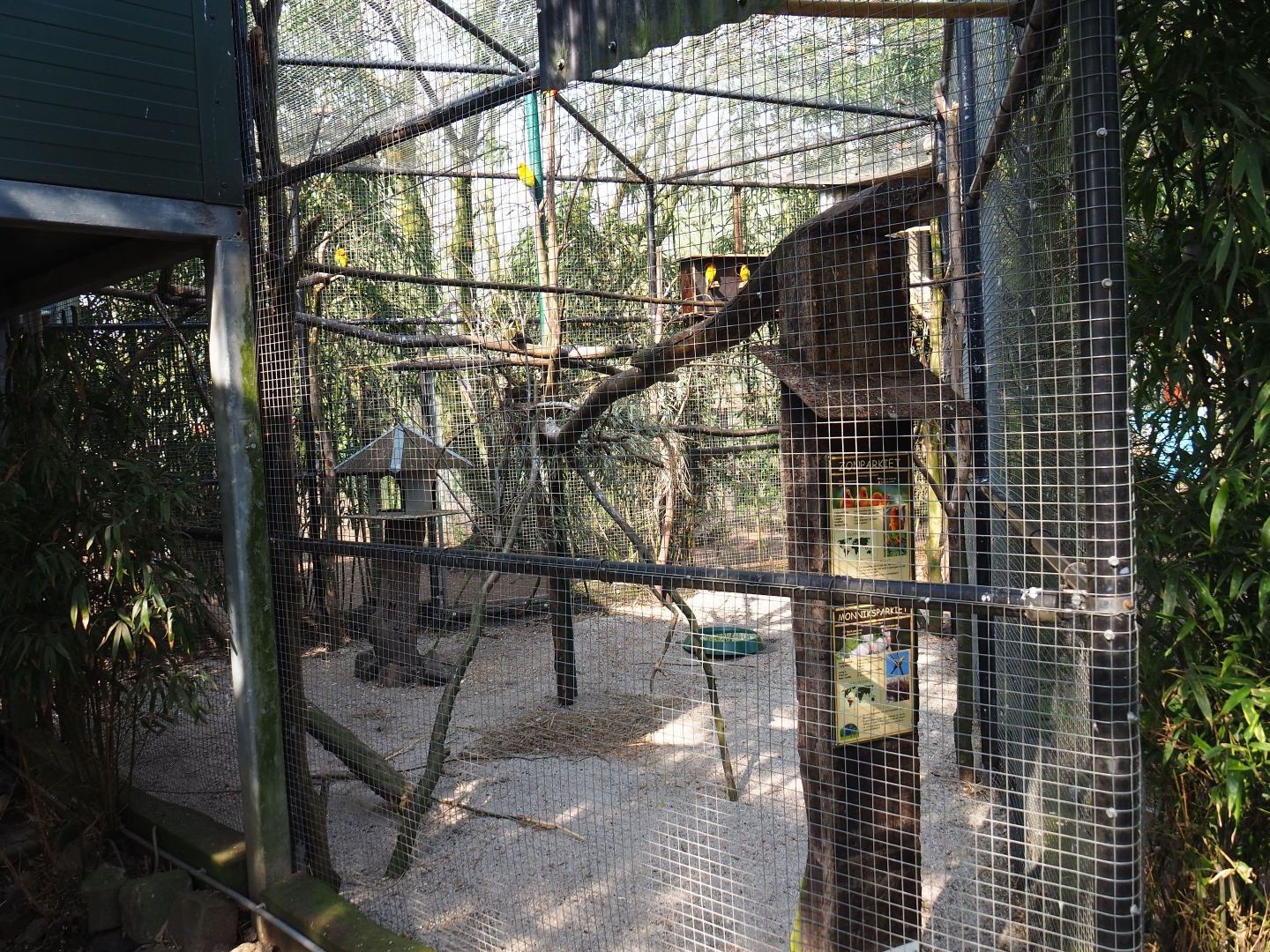 Quaker parrot and Sun conure aviary, 2019-04-06