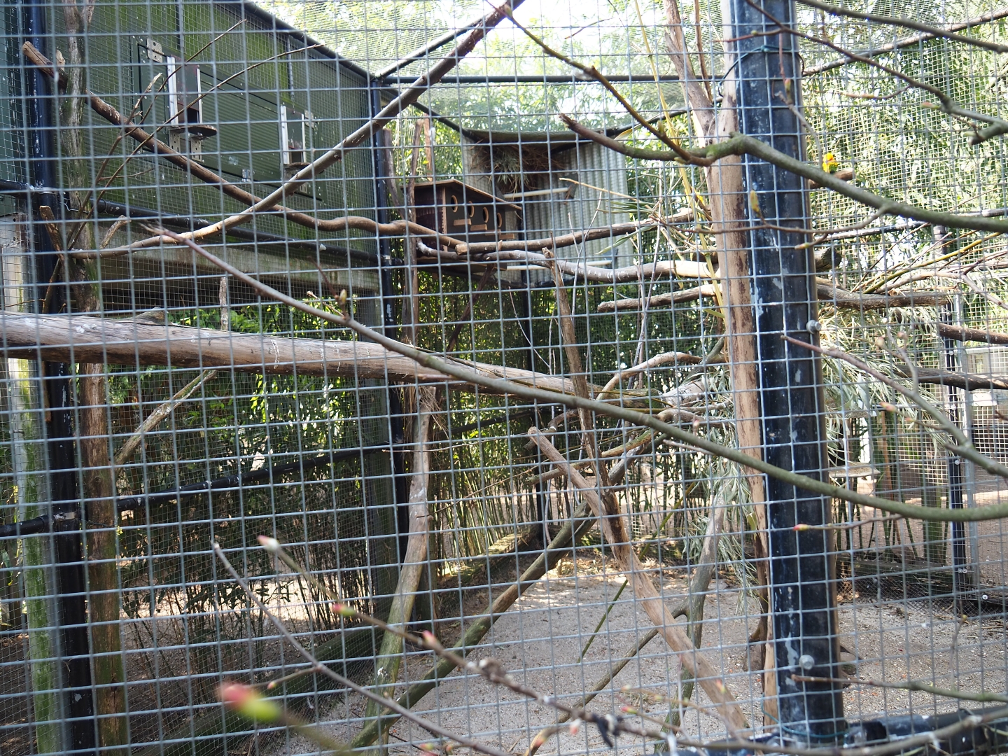 Quaker parrot and Sun conure aviary, 2019-04-06