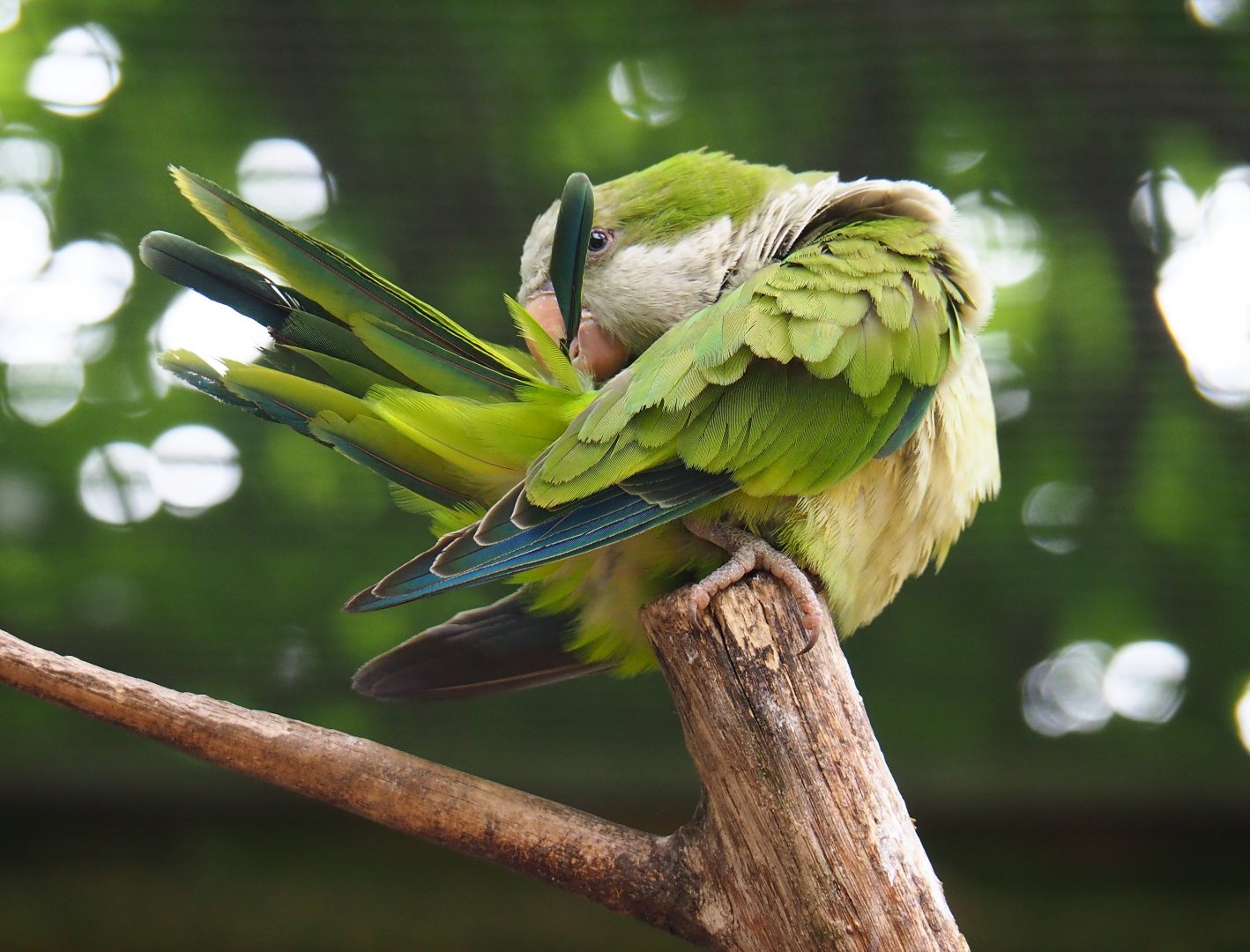 Quaker parrot (Myiopsitta monachus), 2019-05-25