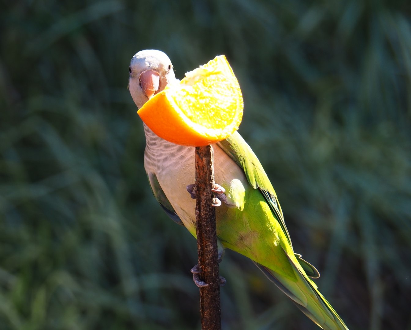 Quaker parrot (Myiopsitta monachus) feeding (Oct 13th, 2018)