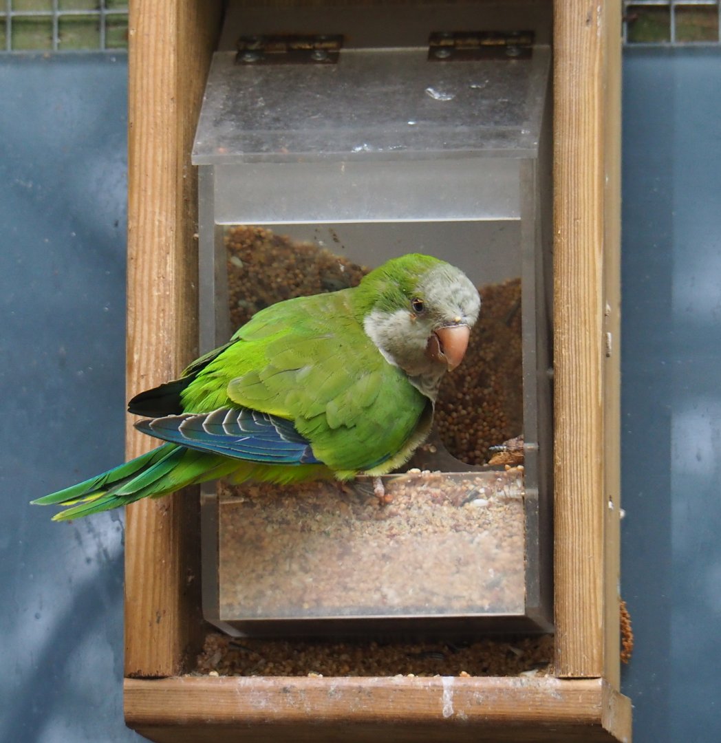 Quaker parrot (Myiopsitta monachus) on seed feeder, 2019-05-25