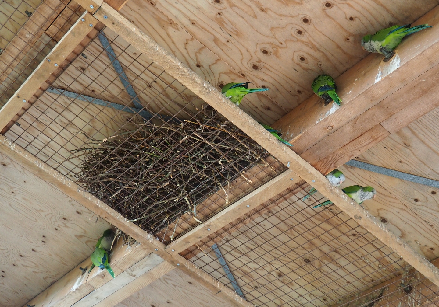 Quaker parrot nest, 2019-03-30