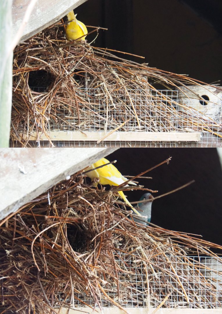 Quaker parrot nests, 2019-05-25