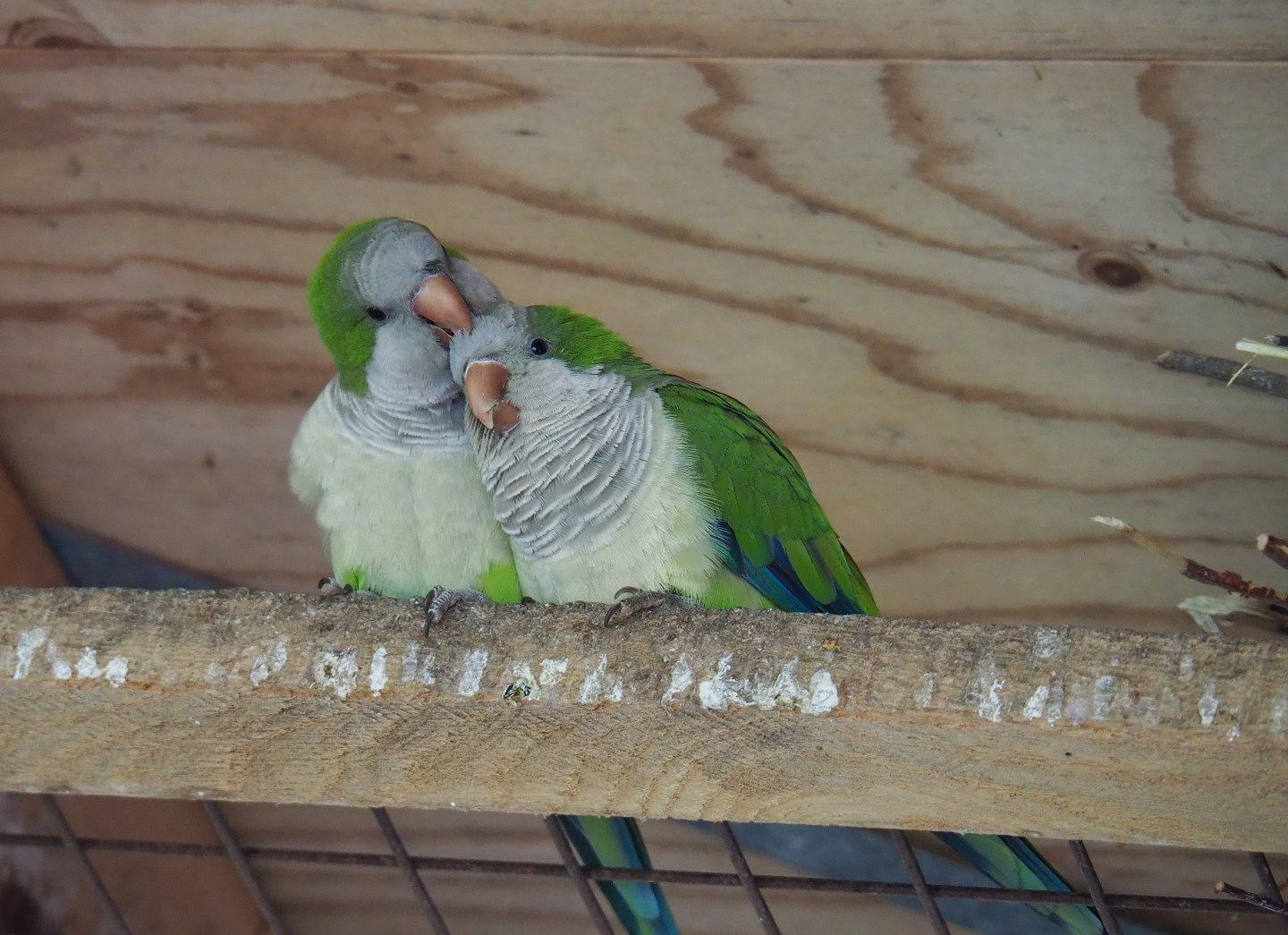 Quaker parrot pair (Myiopsitta monachus), 2019-07-21