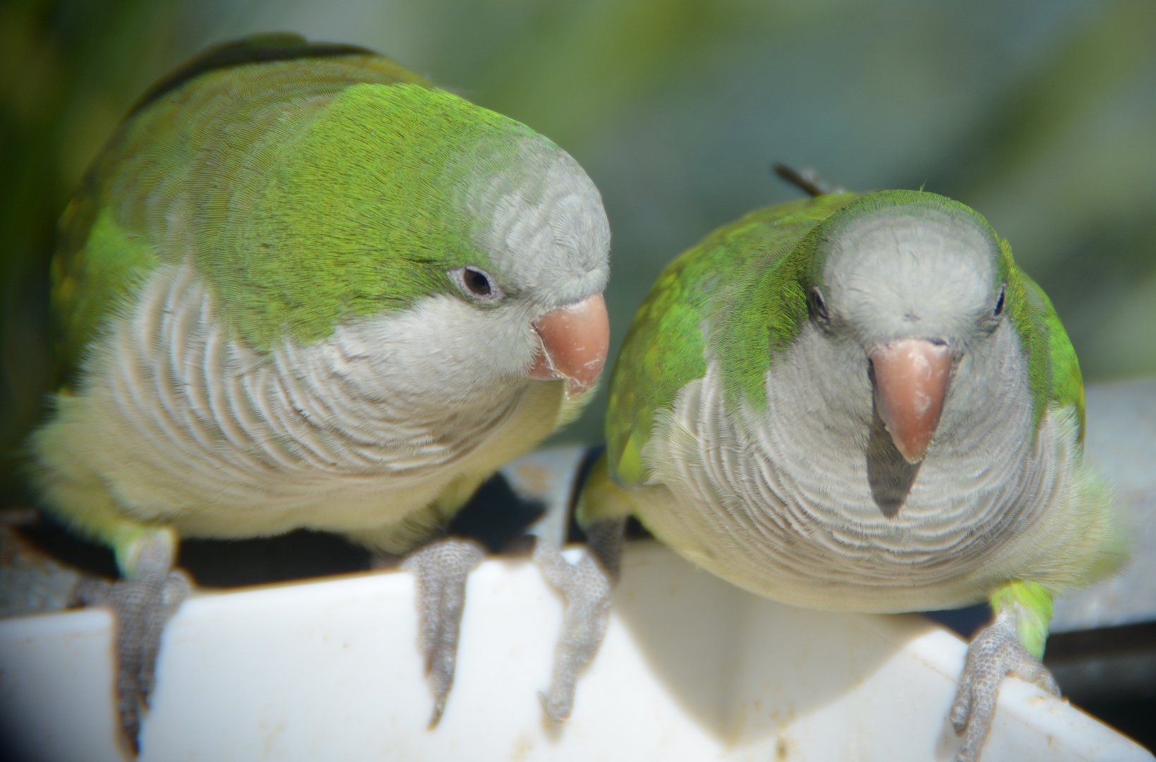 Quaker parrots