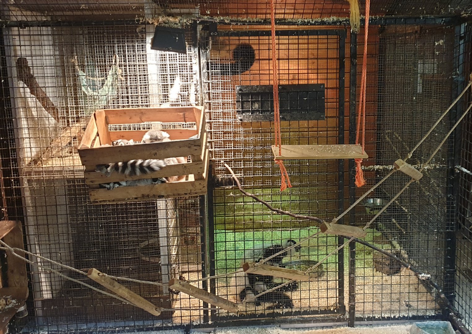 "Quarantaine-cage" Black and white ruffed lemurs