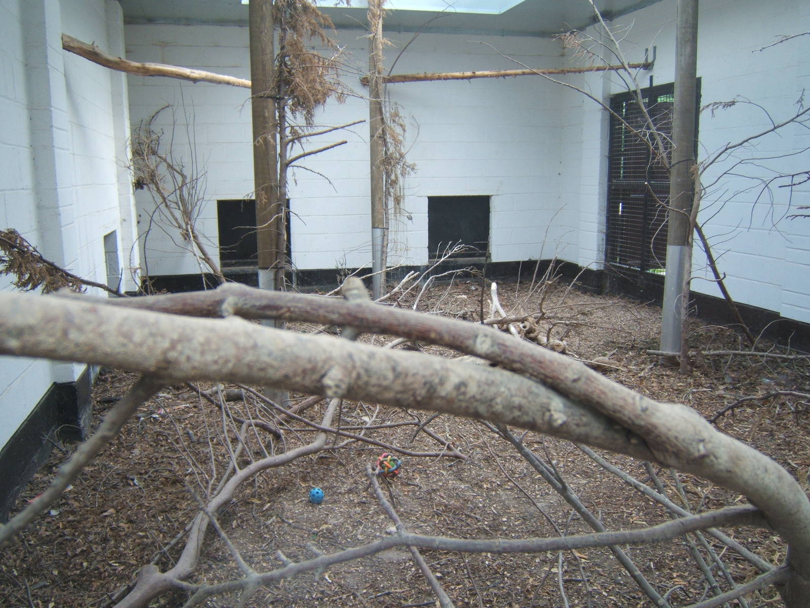 Quarantine Building with young Southern Ground Hornbills in it