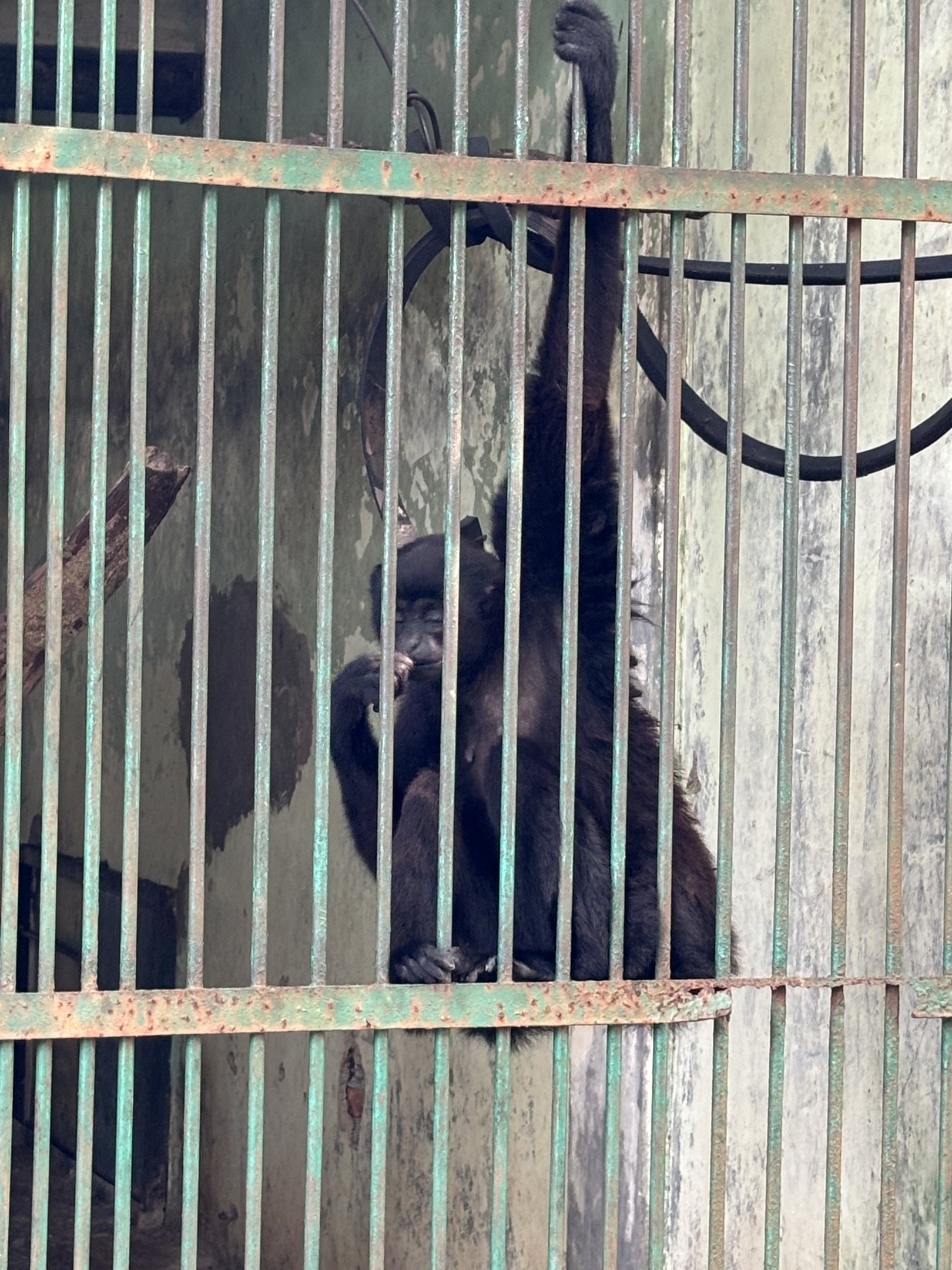 Quarantine Cages - Kloss's Gibbon