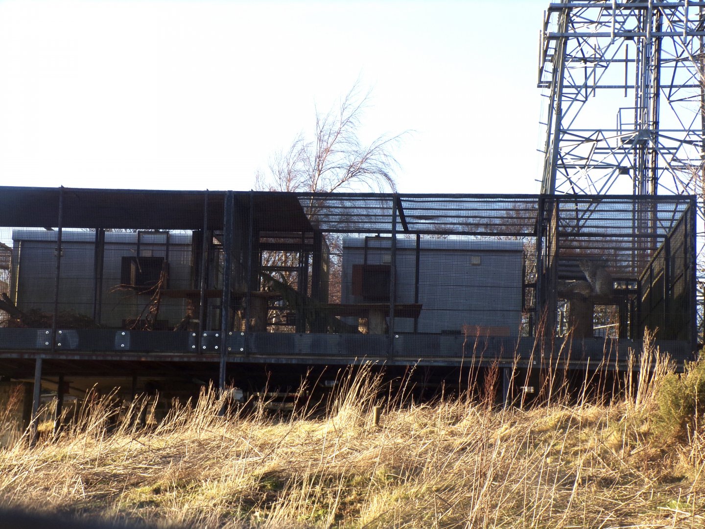 Quarantine enclosures holding the lynxes 1.3.25