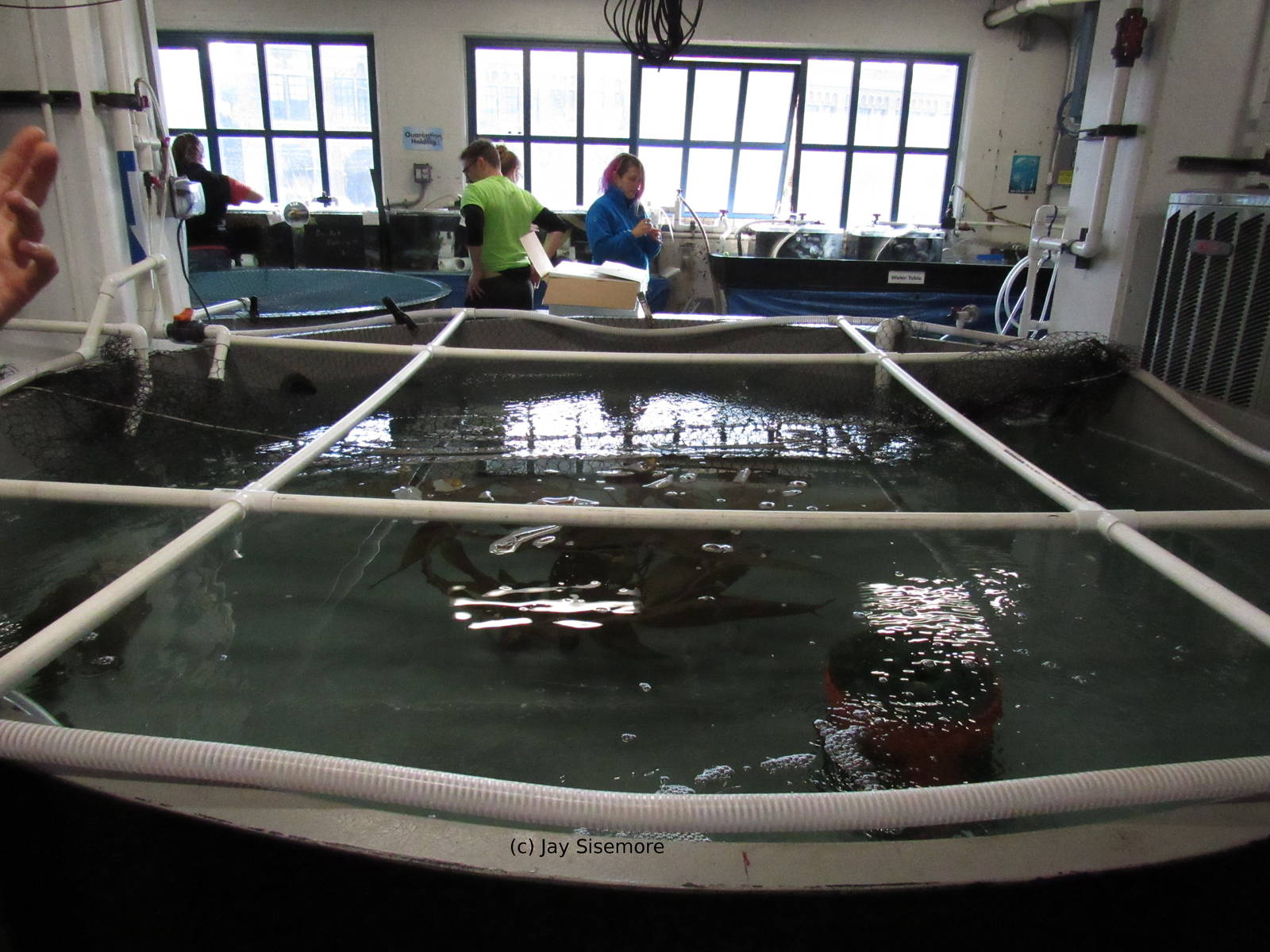 Quarantine Tank #1 and Jelly Lab