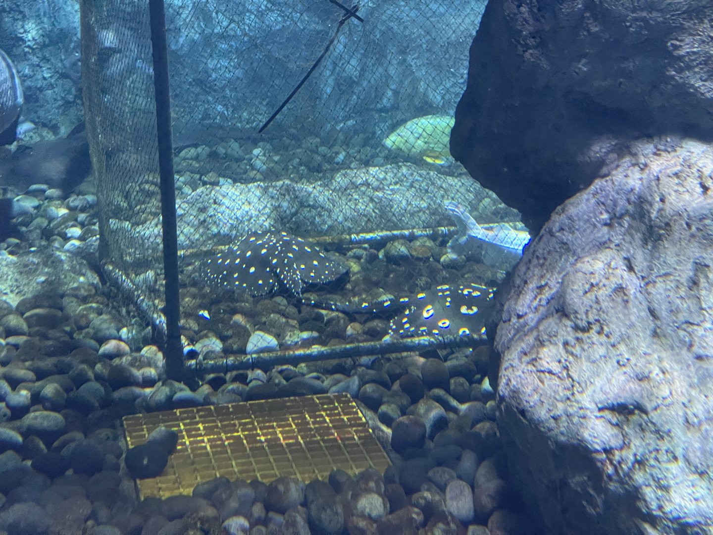 quarantined bigtooth river stingray (potamotrygon henlei) - BX Sea