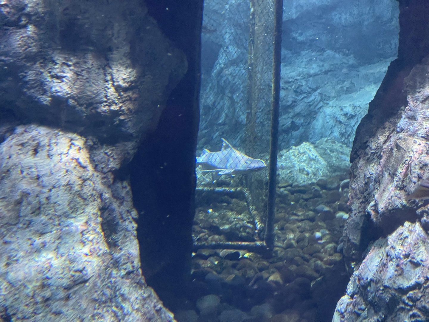 quarantined piraiba catfish (brachyplatystoma filamentosum) - BX Sea