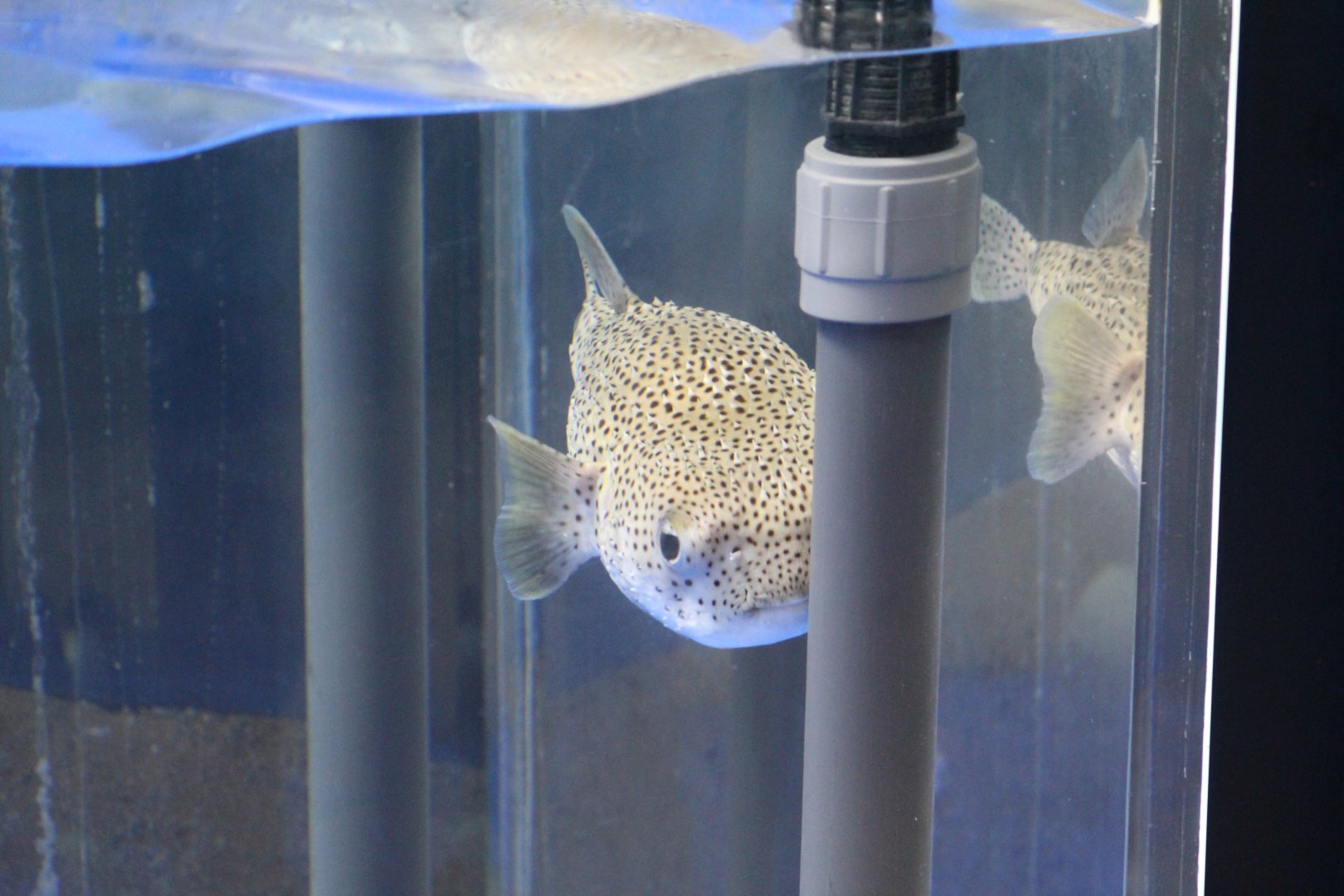Quarantined Porcupinefish