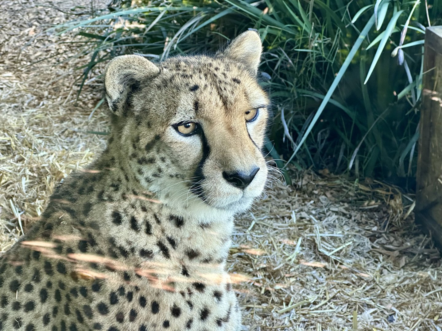 Quartz (Cheetah)