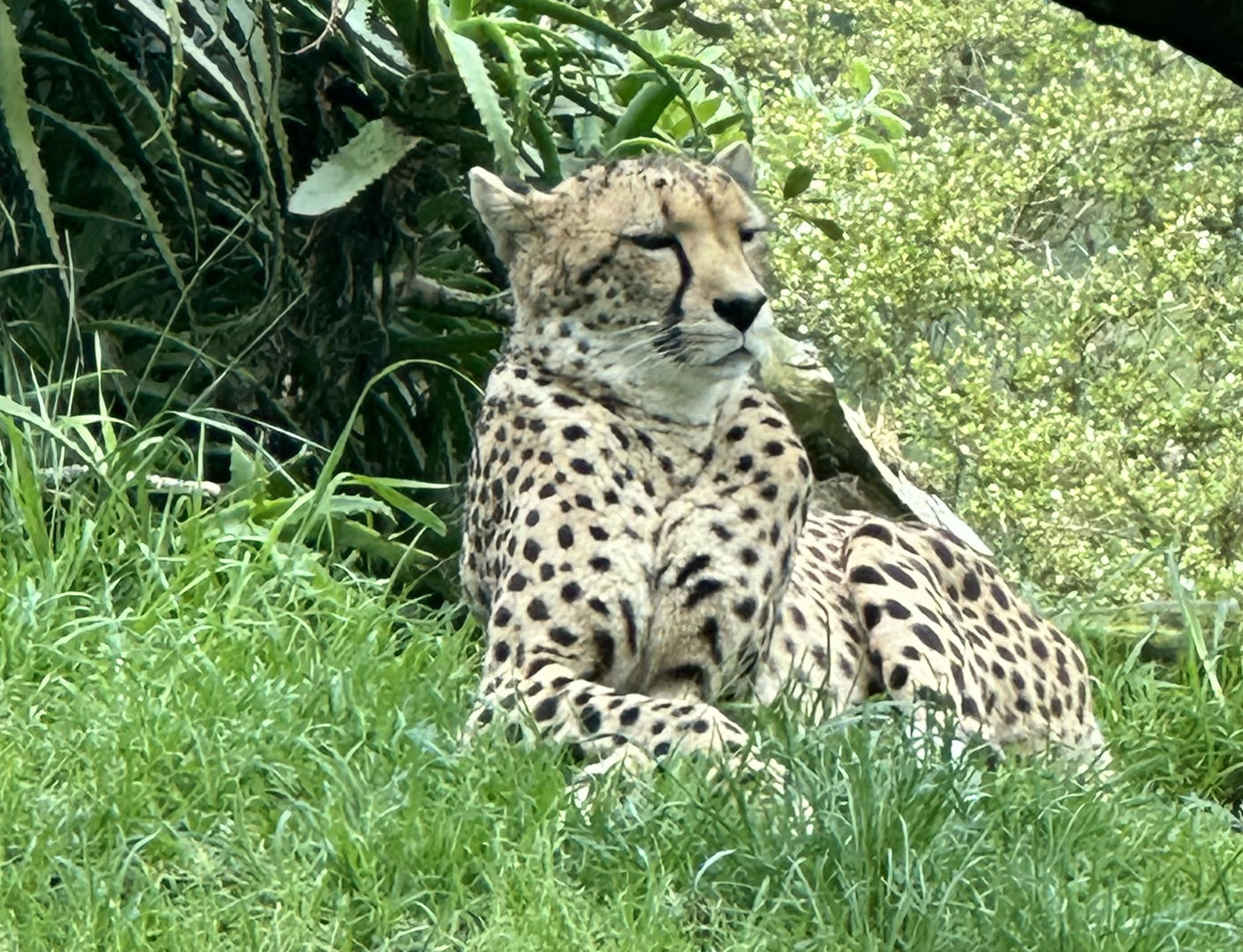 Quartz (Female Cheetah)