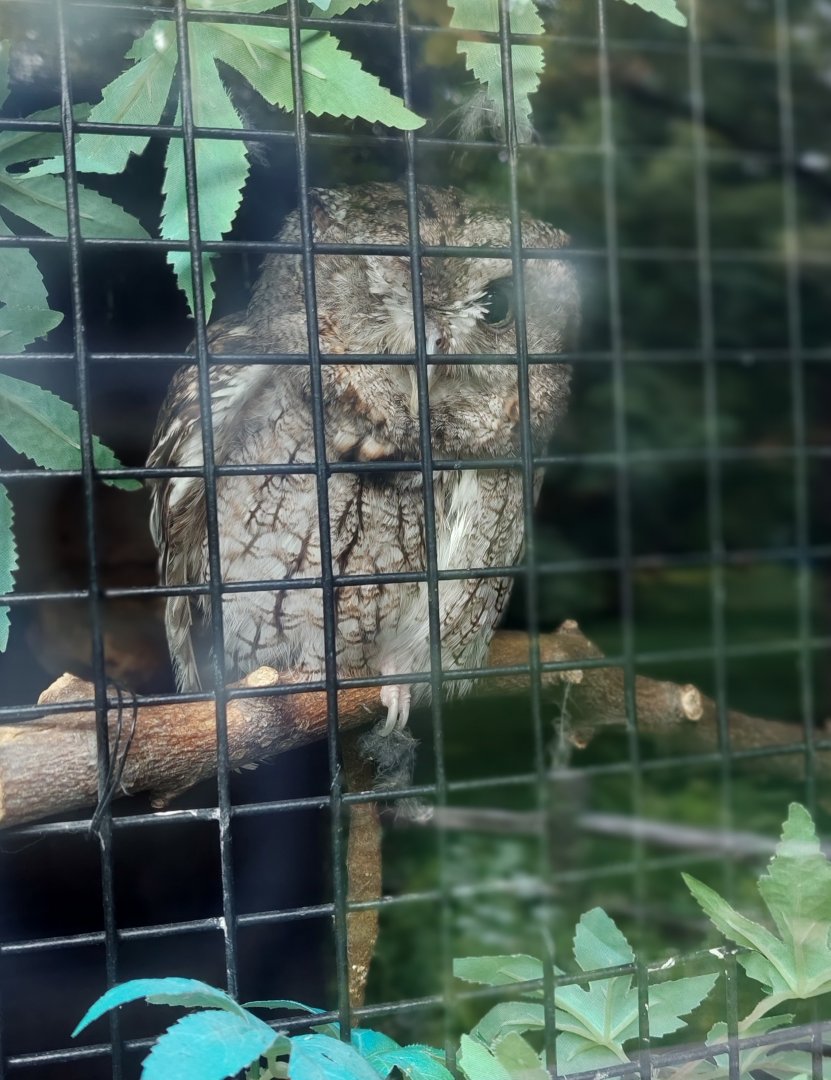 Quasi, the One eyed Eastern Screech Owl