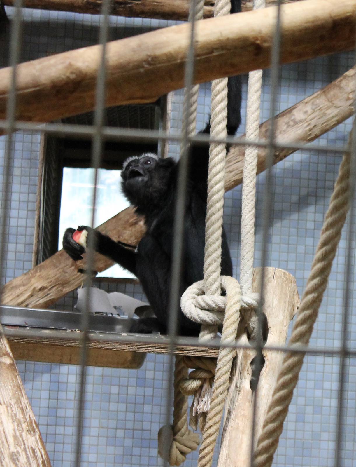 ?quatorium : Agile gibbon
