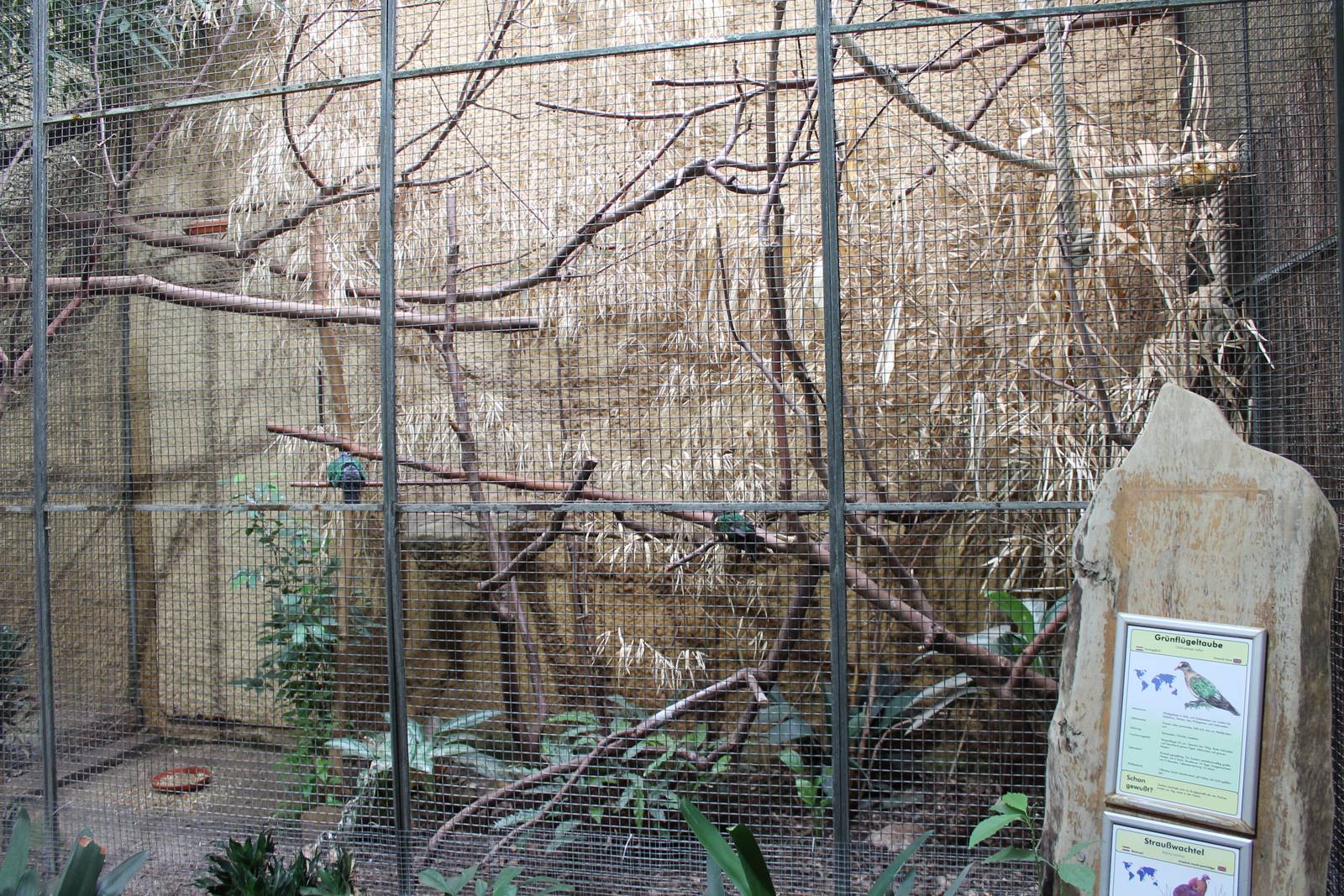 ?quatorium : Aviary Emerald dove and Wood partridge