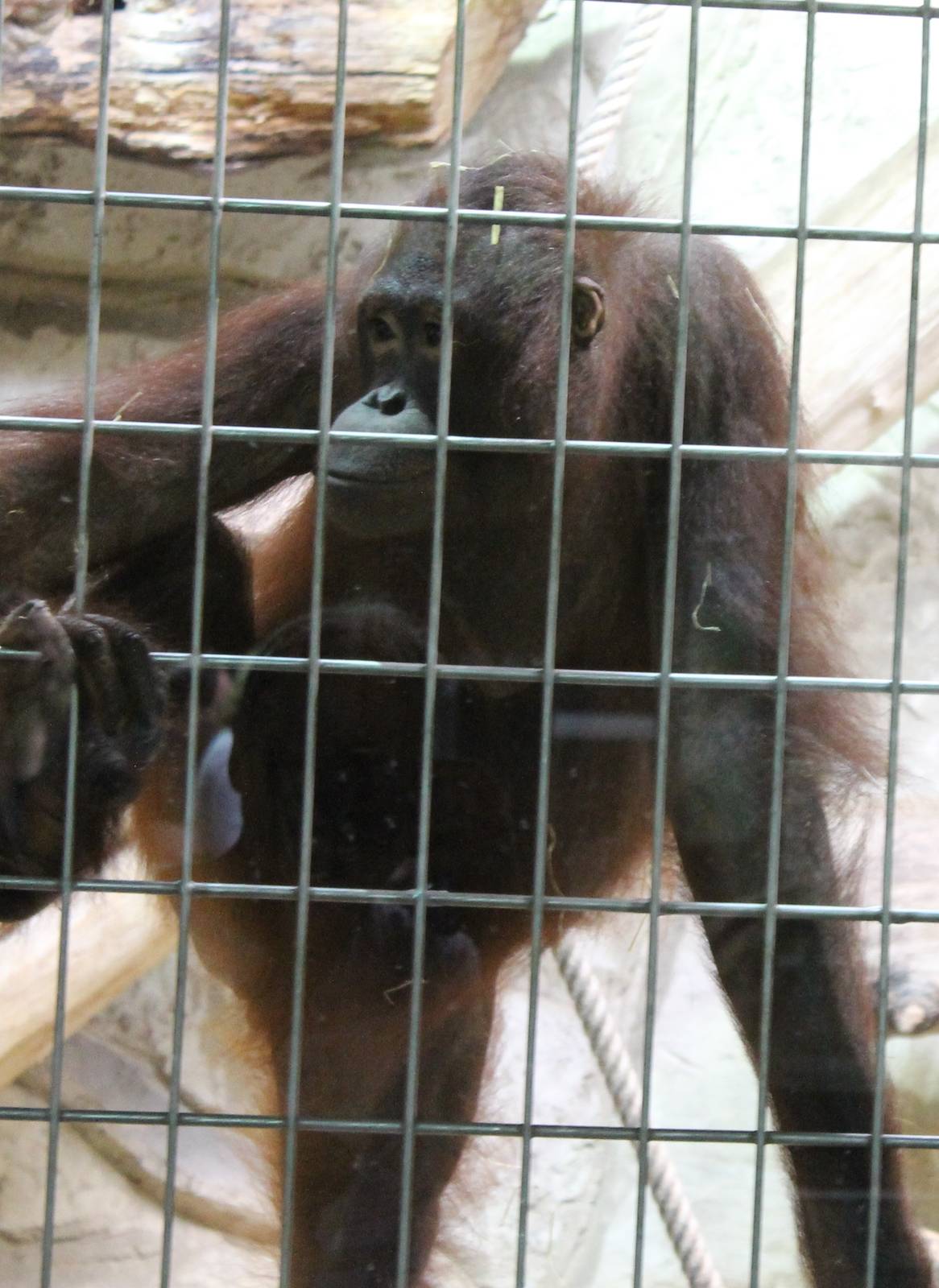 ?quatorium : Borneo Orang utan