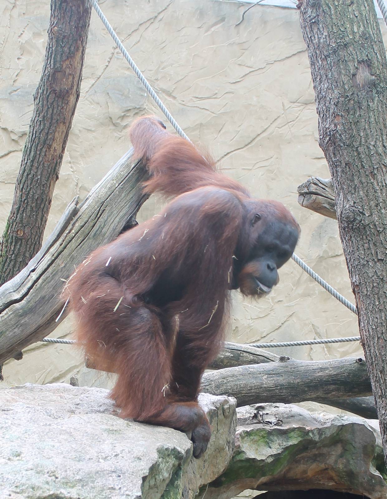 ?quatorium : Borneo orang utan