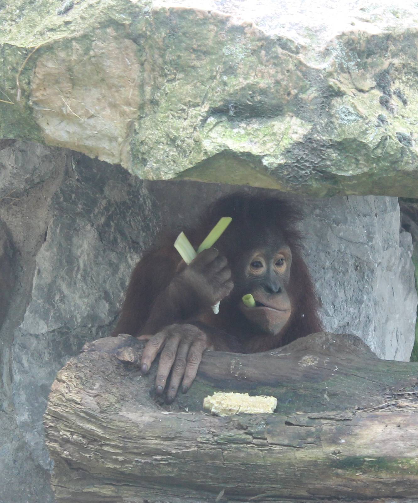 ?quatorium : Borneo orang utan