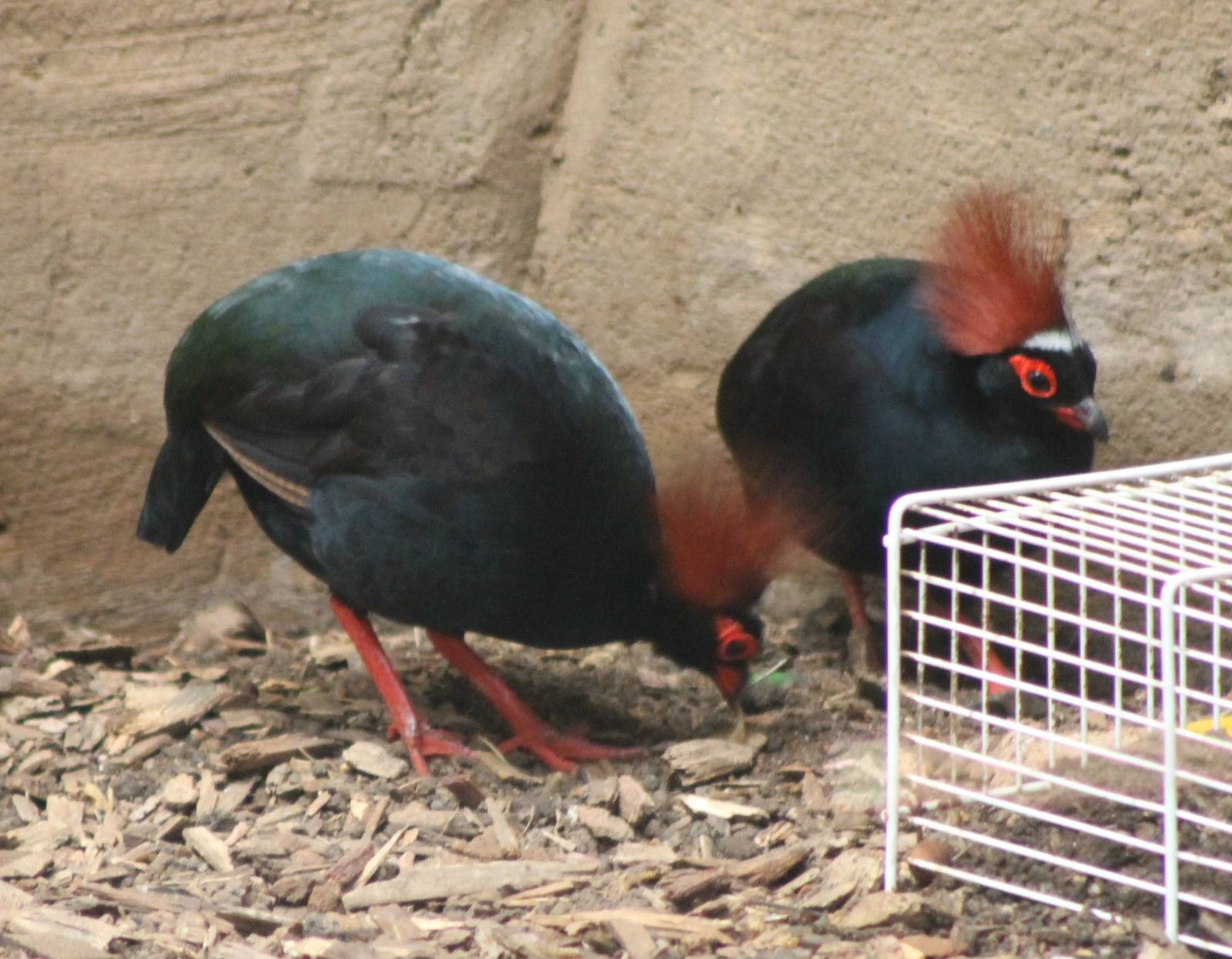 ?quatorium : Crested wood partridges