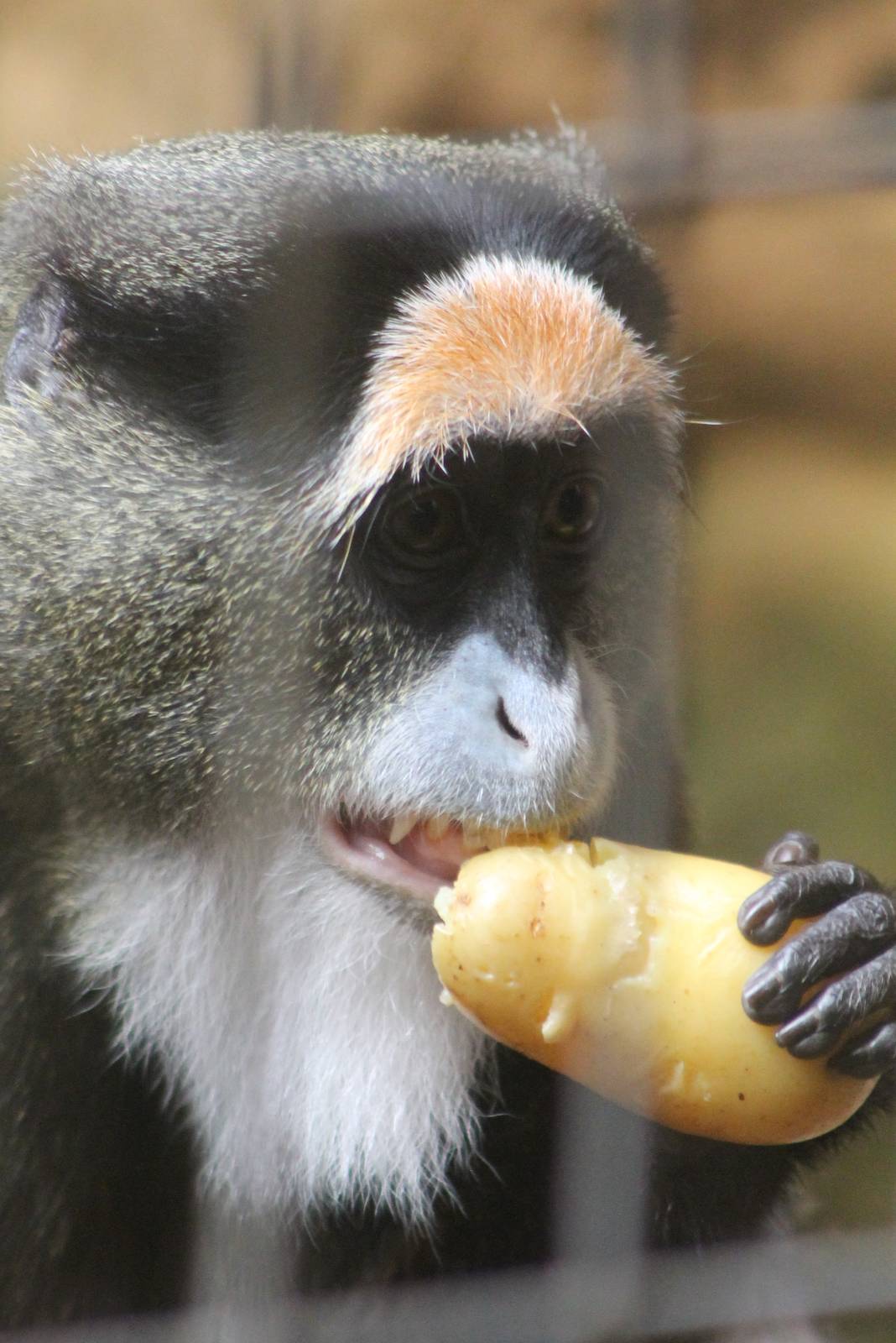 ?quatorium : DeBrazza monkey