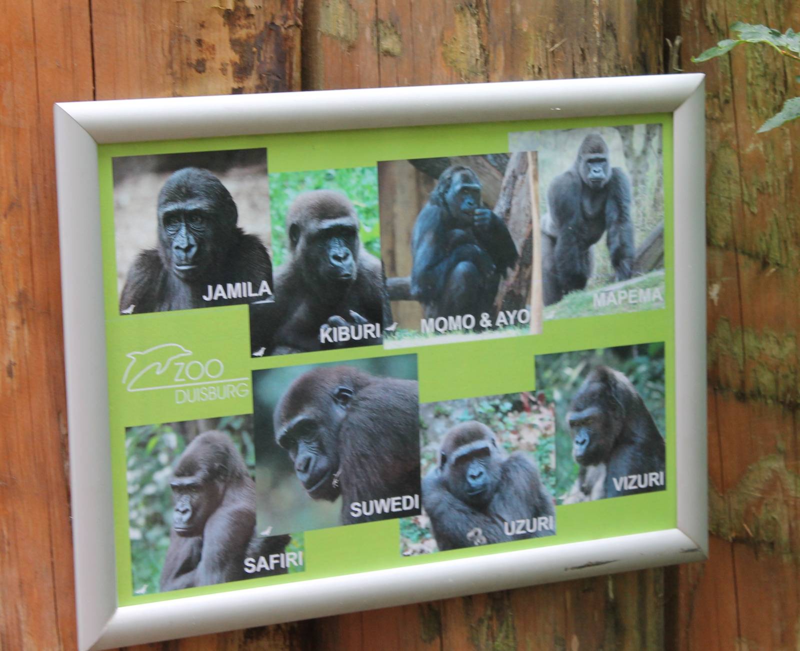 ?quatorium : Duisburgs gorillas