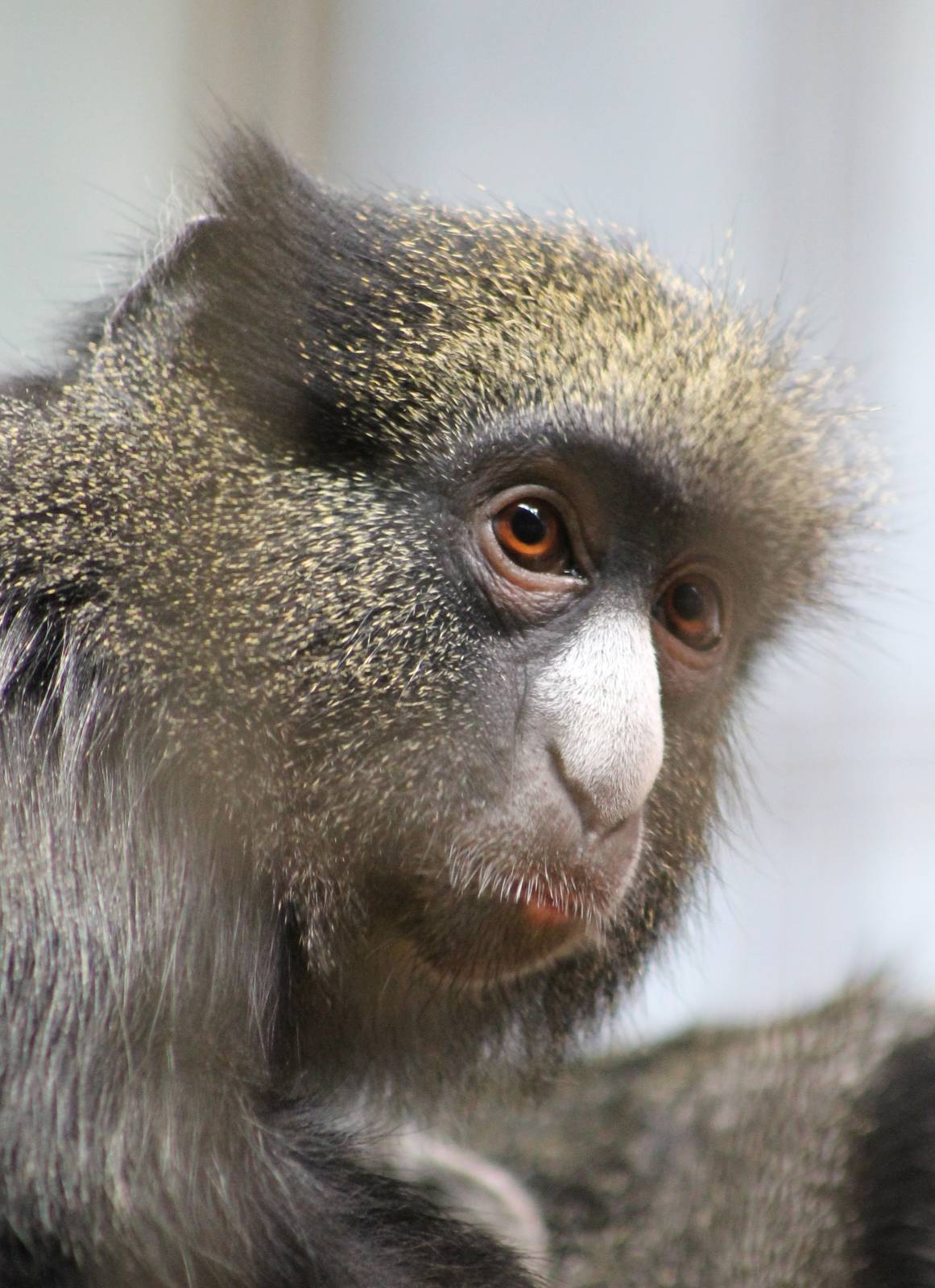 ?quatorium : Eastern putty-nosed monkey