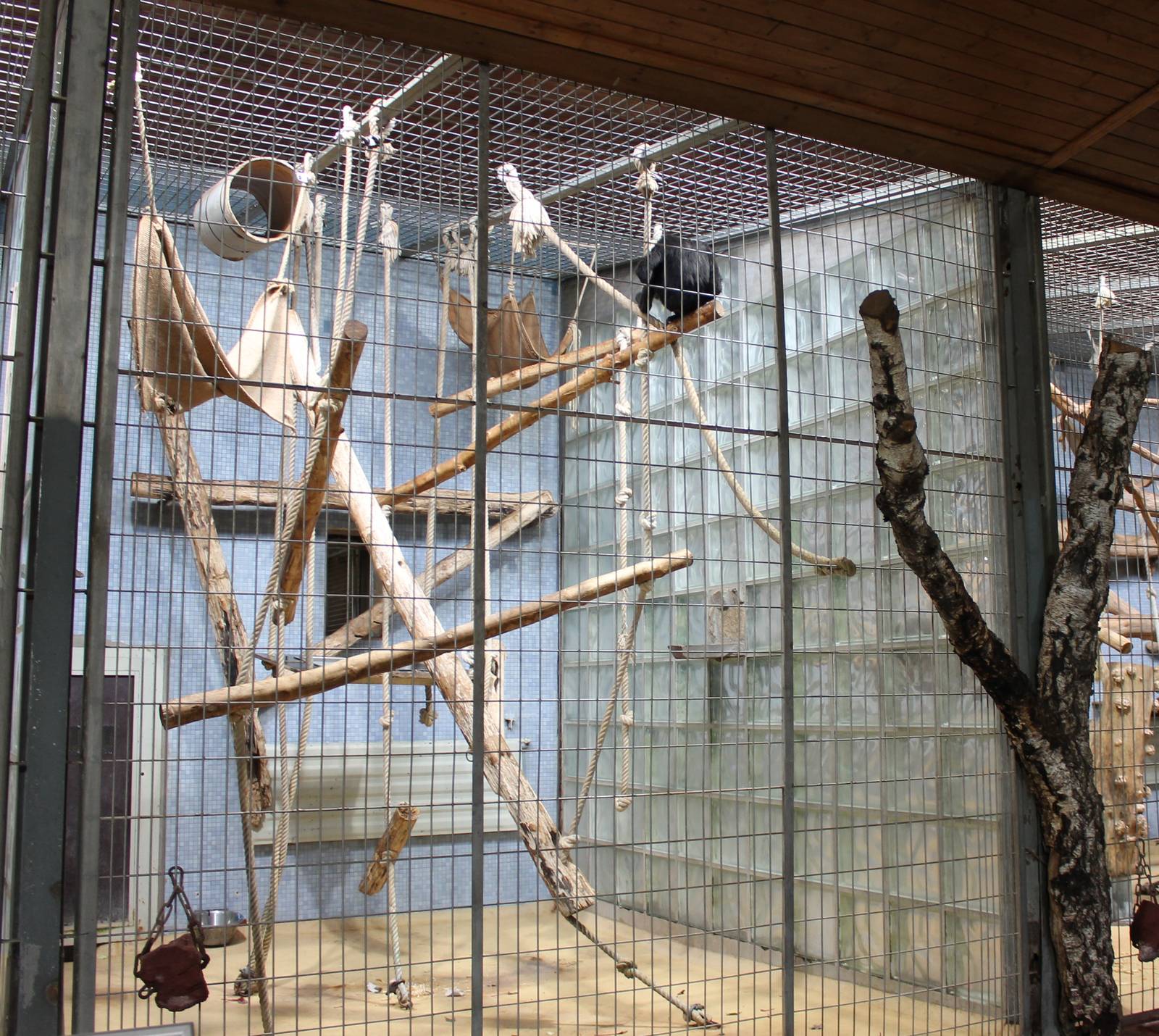 ?quatorium : Enclosure Agile gibbon