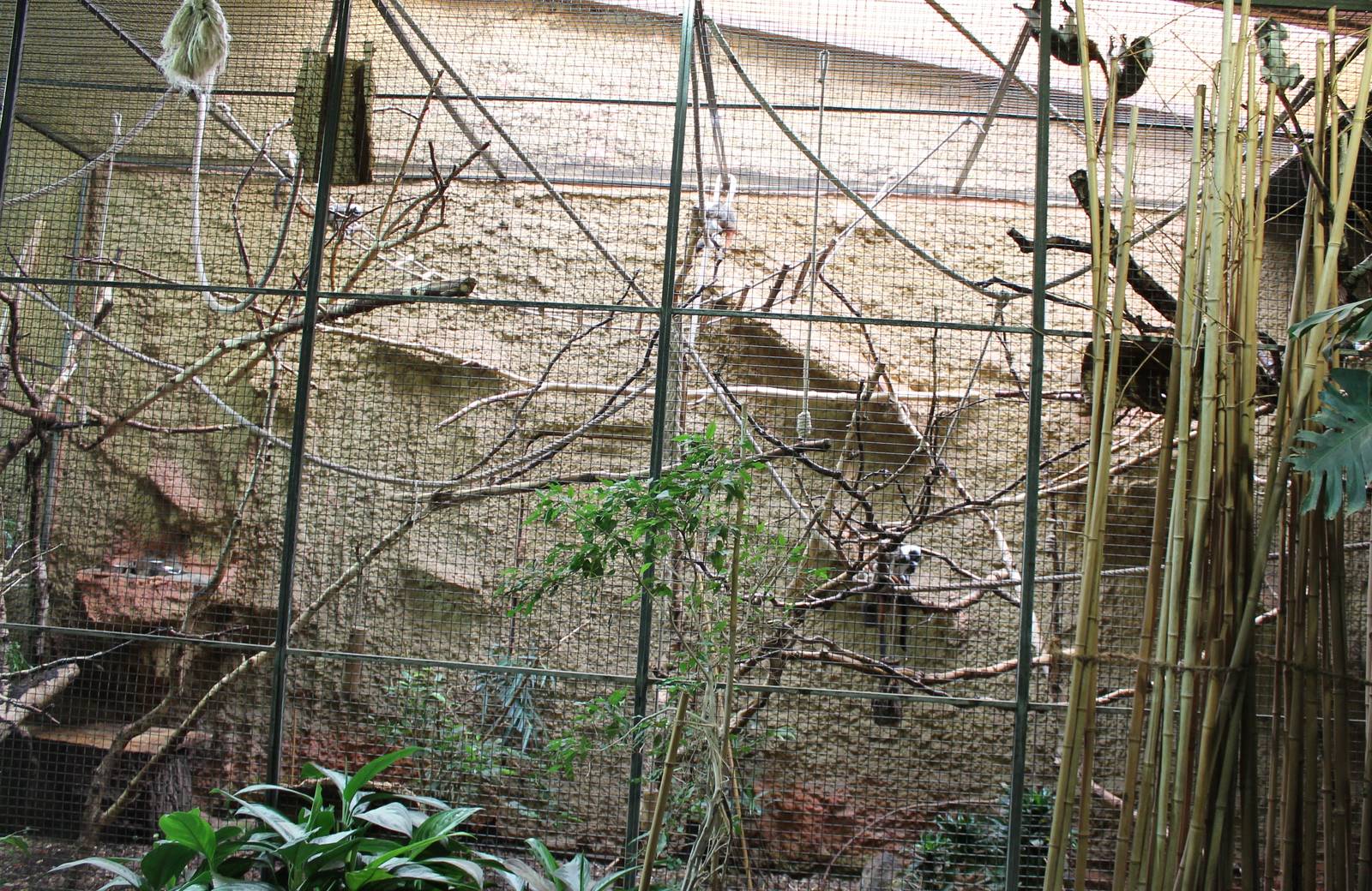 ?quatorium : Enclosure Cotton-top tamarin