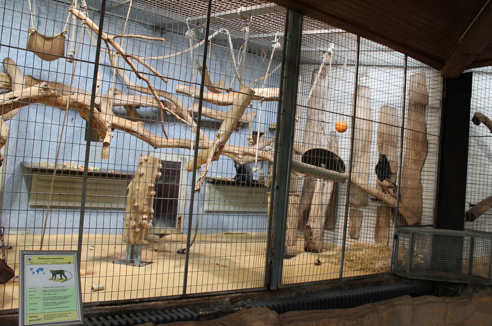 ?quatorium : Enclosure Eastern putty-nosed monkey