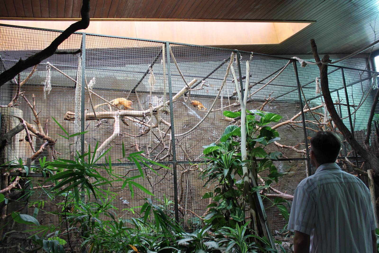 ?quatorium : enclosure Golden lion tamarin