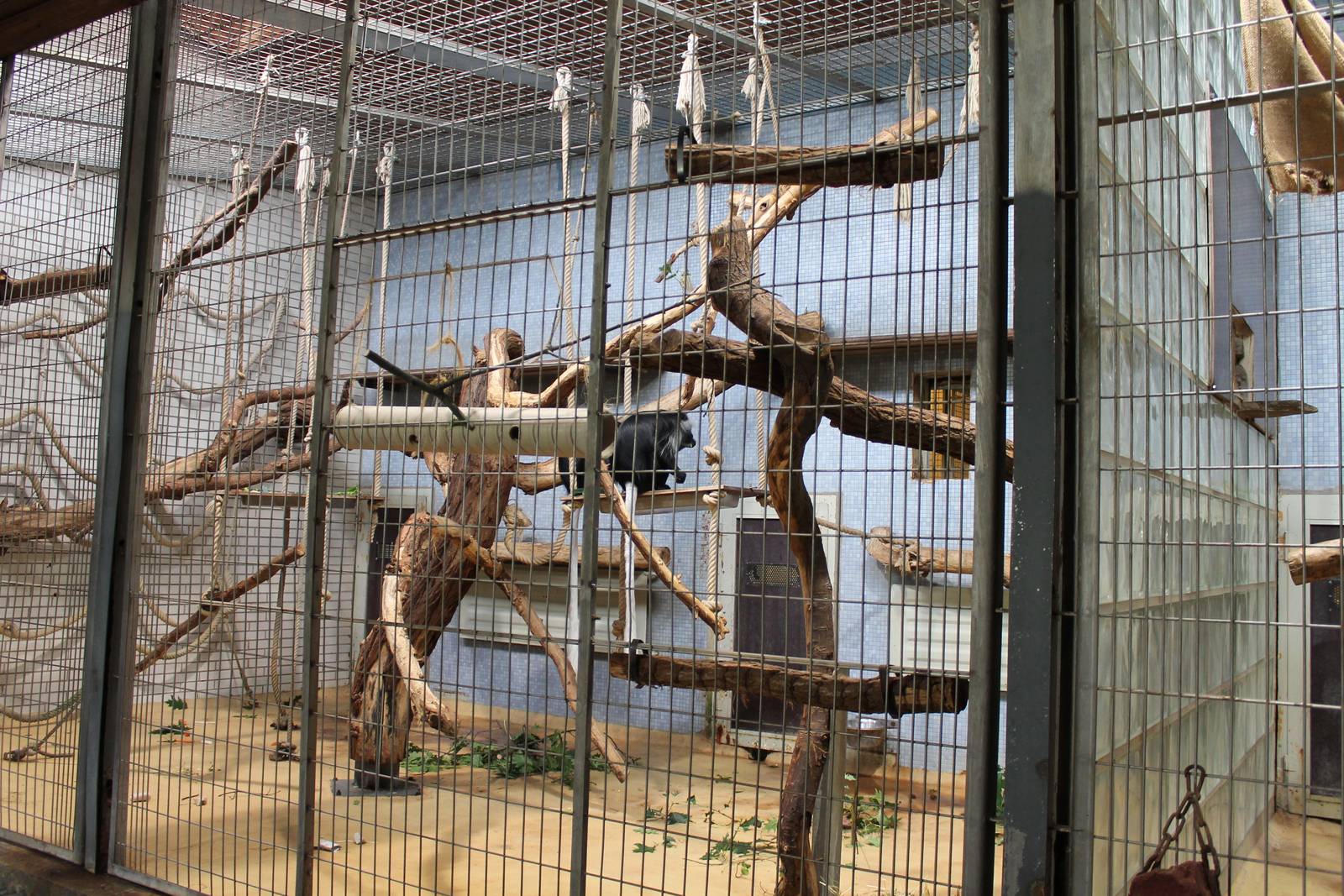 ?quatorium : Enclosure King colobus