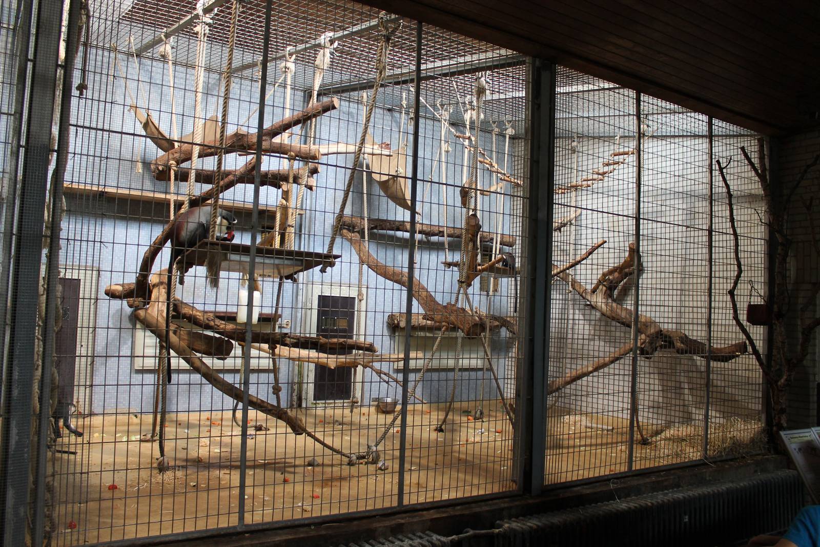 ?quatorium : enclosure Roloway monkey