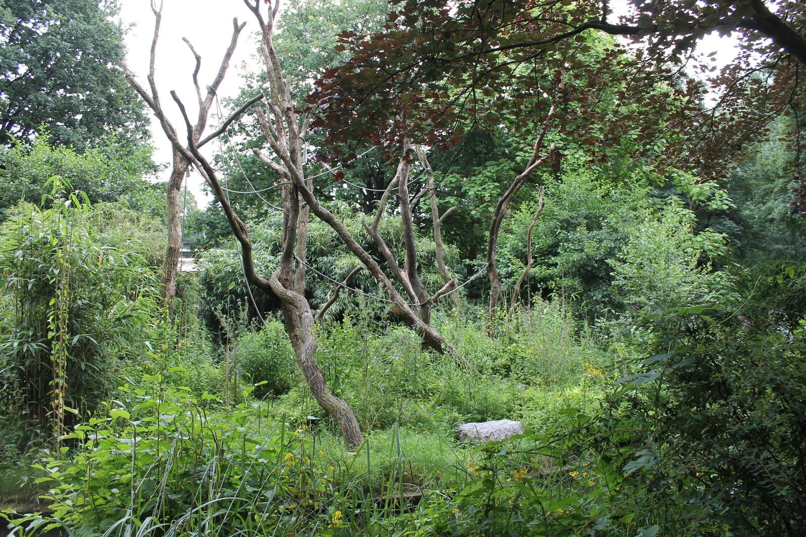 ?quatorium : Enclosure Siamang