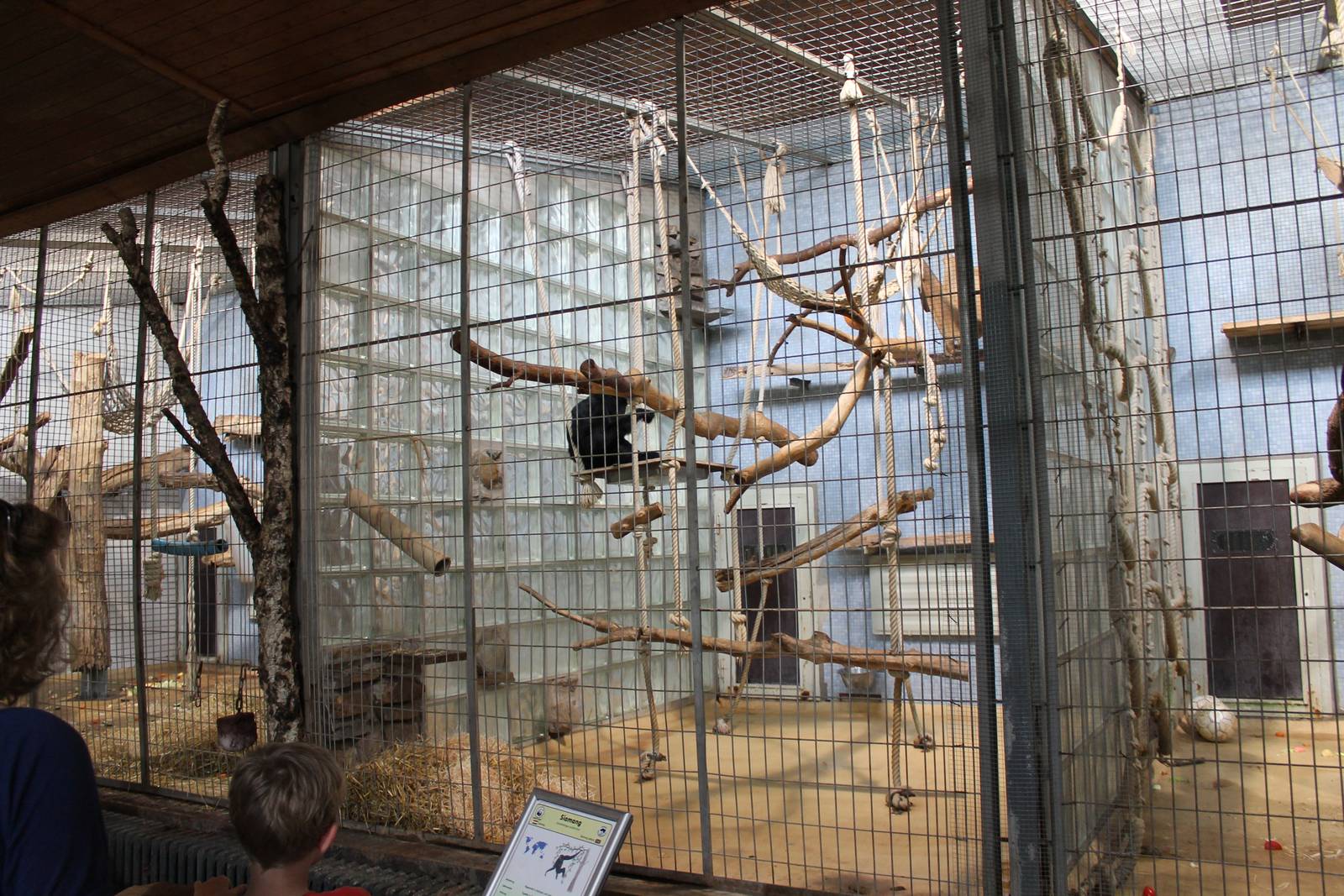 ?quatorium : enclosure Siamang