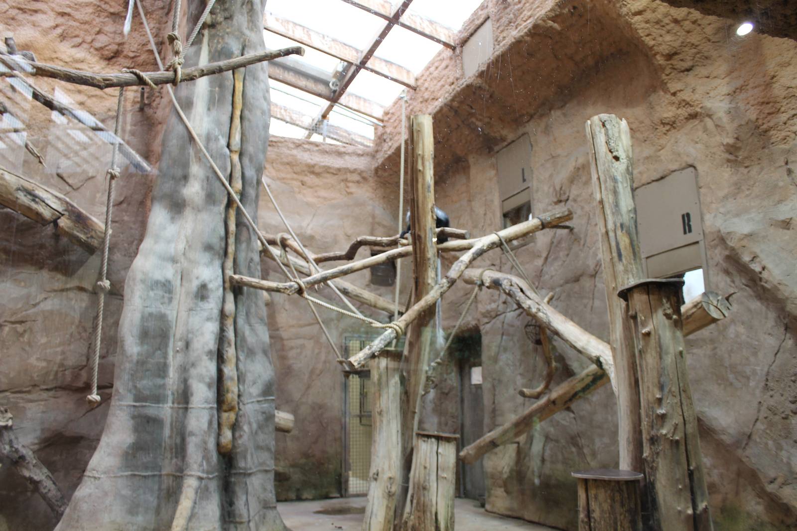 ?quatorium : Glass-fronted enclosure King colobus