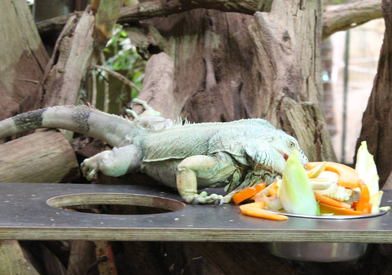 ?quatorium : Green iguana