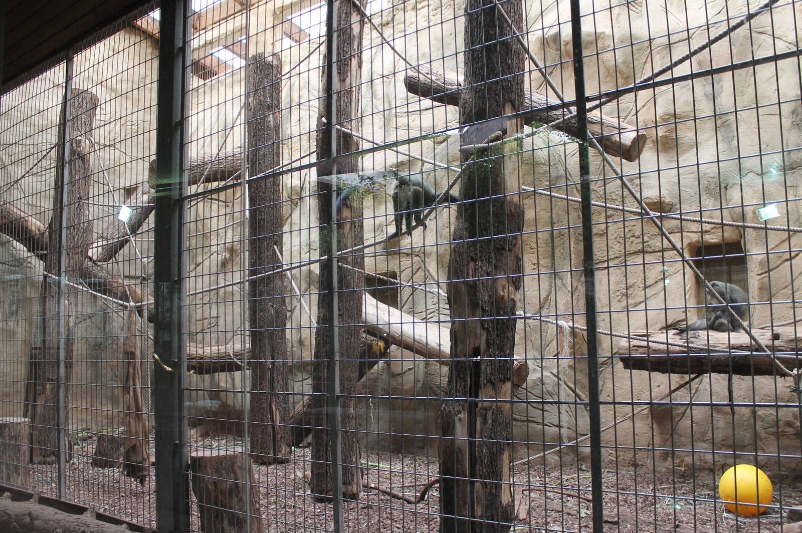 ?quatorium : Indoor-enclosure DeBrazza enclosure