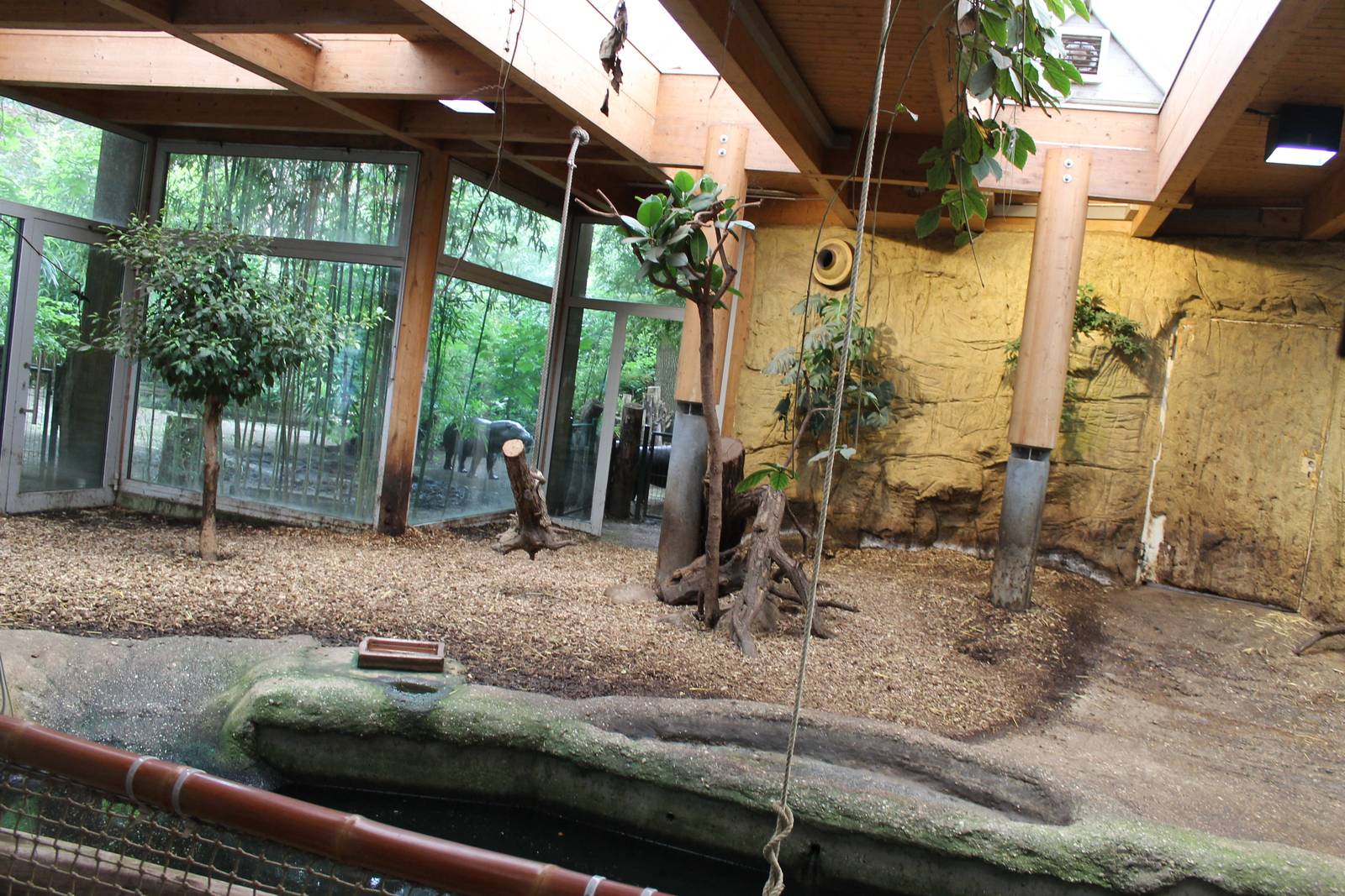 ?quatorium : Indoor-enclosure Pygmy hippo