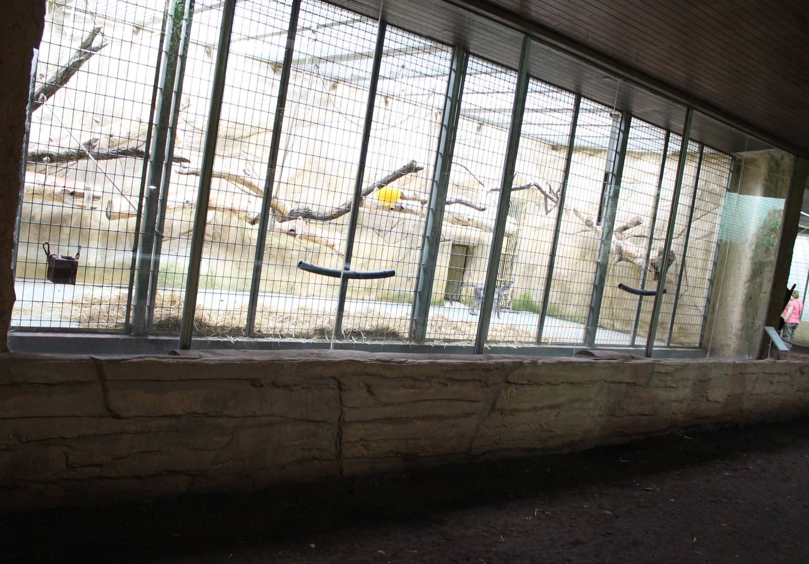 ?quatorium : Indoor-enclosure White-naped mangabey