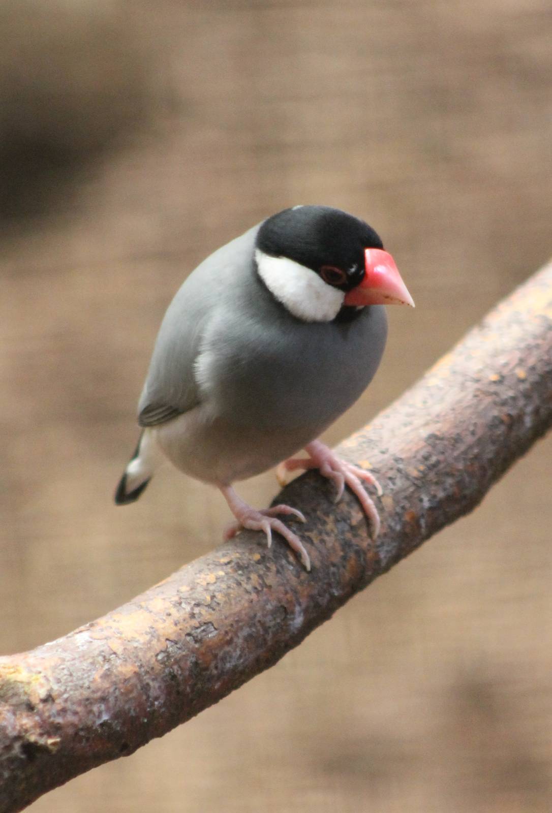 ?quatorium : Javan sparrow