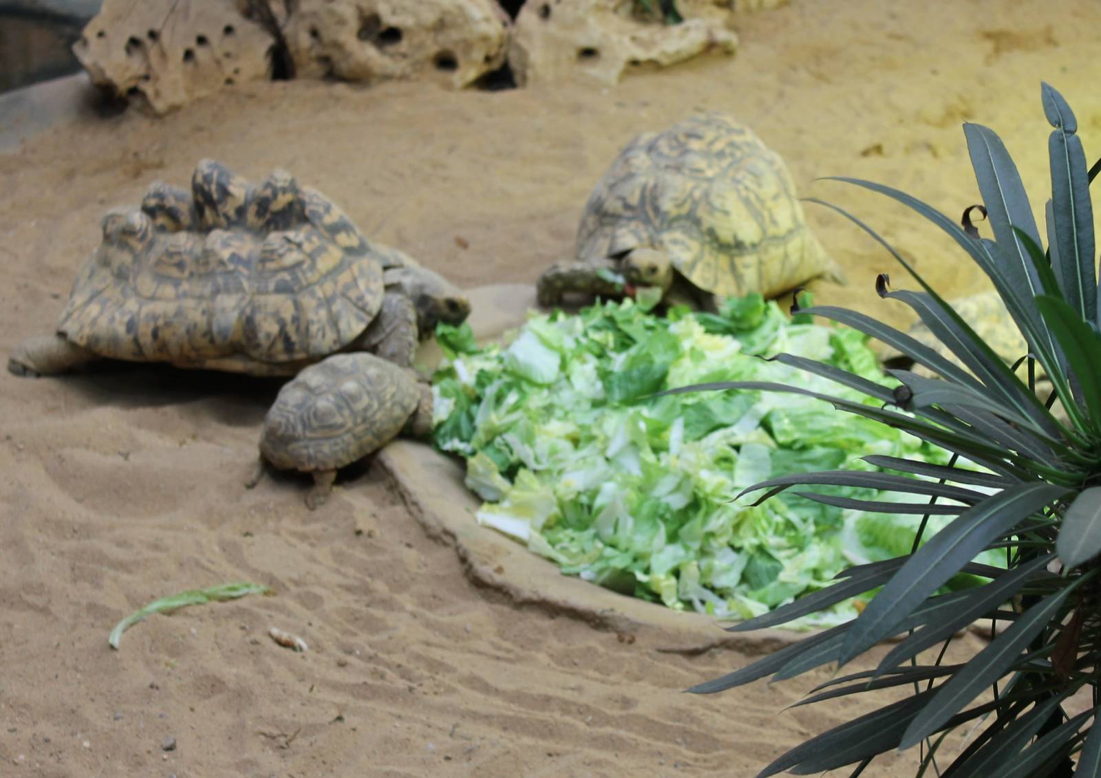 ?quatorium : Leopard tortoises