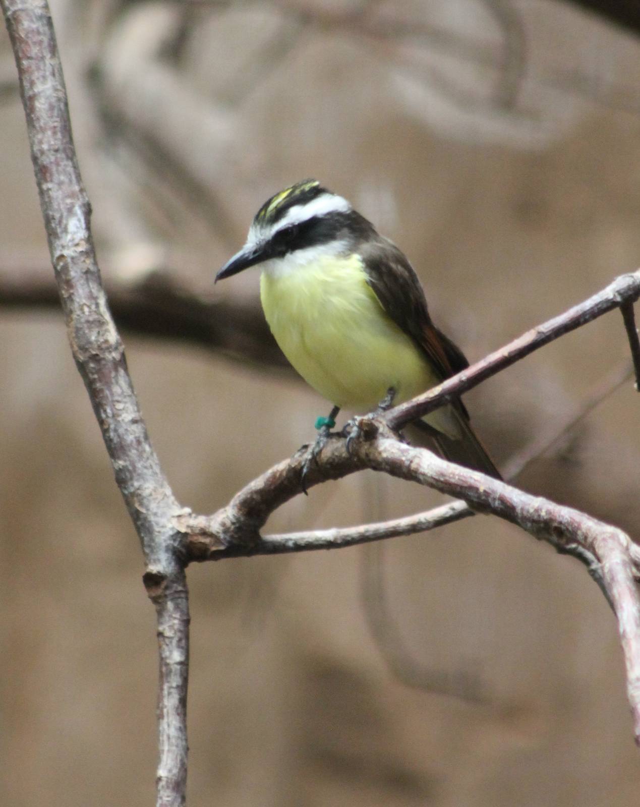?quatorium : Lesser kiskadee