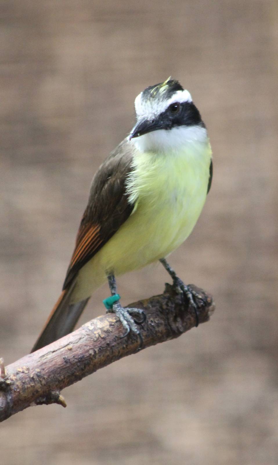 ?quatorium : Lesser kiskadee