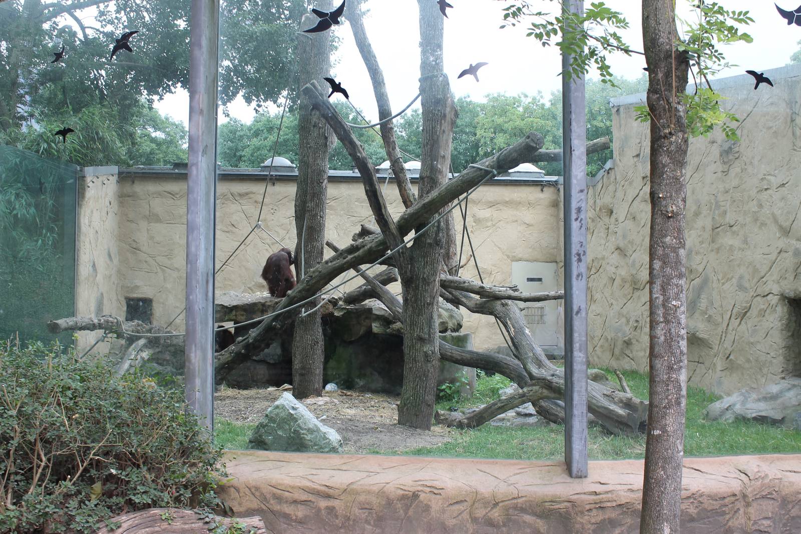 ?quatorium : Orang outdoor enclosure